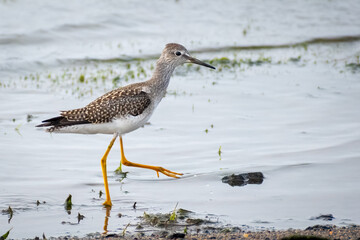 SOLITARY SANDPIPER WALKING IN SHALLOW WATER.