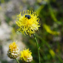 Yellow meadow flower with a black beetle