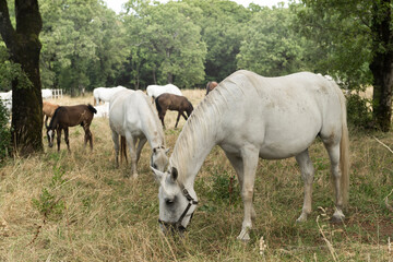 Obraz na płótnie Canvas Lipizzan or Lipizzaner White Horses Graze on Meadow at Stud Farm in Lipica Slovenia