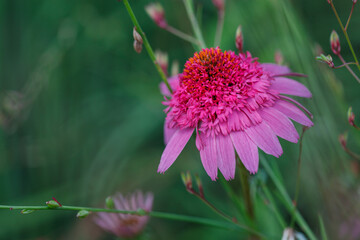 Amazing shape of Purple Coneflower (Echinacea purpurea) flower in summer garden