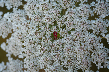 Top close-up detailed view of Queen Anne's Lace or wild carrot or bird's nest wildflower bloom (Daucus carota) in summer meadow