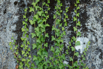 Hardy green shoots of wild English Ivy (Hedera helix) evergreen plant climbing up textured concrete wall