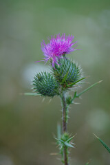 Spiky pink purple flowers of Common thistle (Cirsium vulgare) weed plant in wild meadow in Vaud, Switzerland