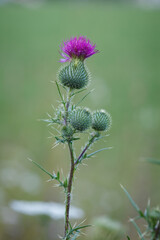 Stand alone stem with spiky pink purple flowers of Common thistle (Cirsium vulgare) weed plant in wild meadow