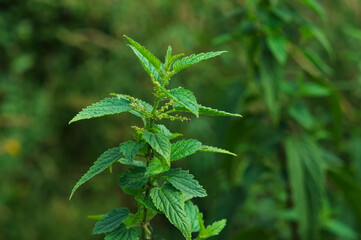 Green sprig of nettle close up