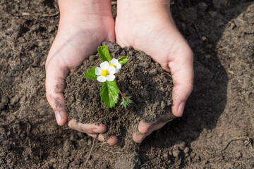 Human hands hold a handful of brown soil and a young plant-a strawberry bush with a beautiful white flower close-up on the background of the bed and a space for copying on a sunny day