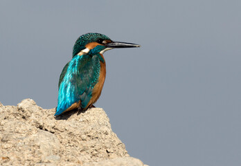Common kingfisher