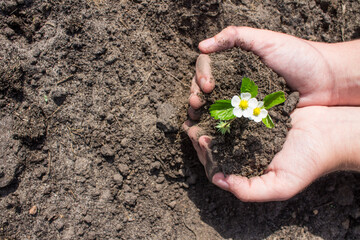 A small young bush of garden strawberries with a white flower in human palms on a background of brown soil and a space for copying. Concept-environmental conservation