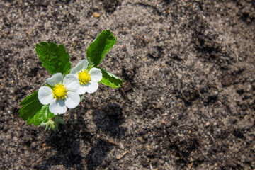 A young sprout is a bush of garden strawberries with white flowers and green leaves close-up planted in brown soil and a space for copying. Concept gardening