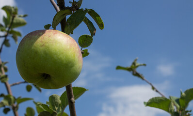 A large juicy ripe apple close-up hanging on a branch with green leaves on a blurry background and copy space