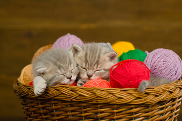 Fototapeta na wymiar Two cozy kittens sleep together inside a basket with clews of thread
