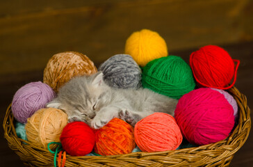 Tiny cute kitten sleeps inside a basket with clews of thread