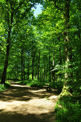 Obraz premium Footpath and sunshine in the woods