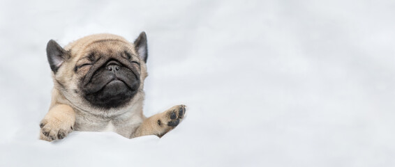Cute Pug puppy sleeps on his back under white blanket at home. Top down view. Empty space for text