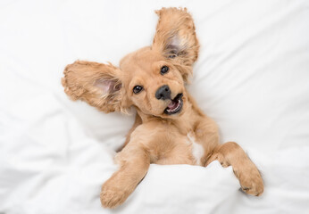 Funny English Cocker spaniel puppy lying  on a bed at home. Top down view
