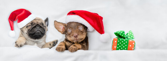 Dachshund puppy and Pug puppy wearing santa hats sleep together  near a gift box under a white...