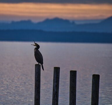 heron on the pier