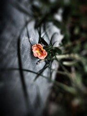 Flower in a garden