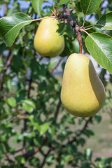 Ripe juicy pears hang on branches with green leaves on a sunny day and there is space for copying on a blurry background. Concept gardening