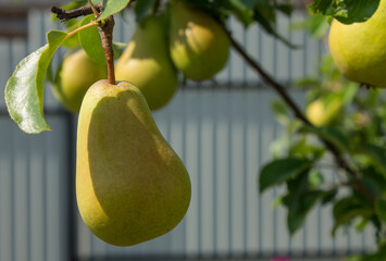A ripe yellow pear on a tree branch with green leaves is a close-up in the sunlight and a blurred background on a clear summer day. Concept gardening and seasonal harvest