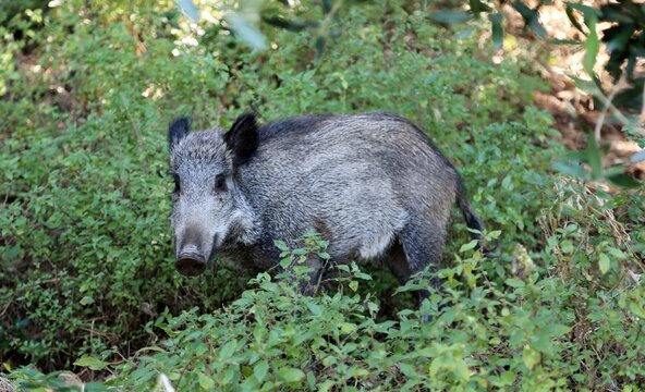 Cinghiale