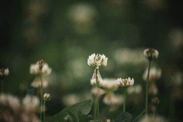 Clover