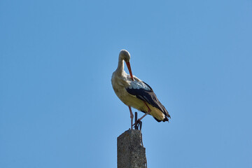 White stork (lat. Ciconia ciconia) stands on the post and corrects feathers with the beak early in the morning at sunrise.