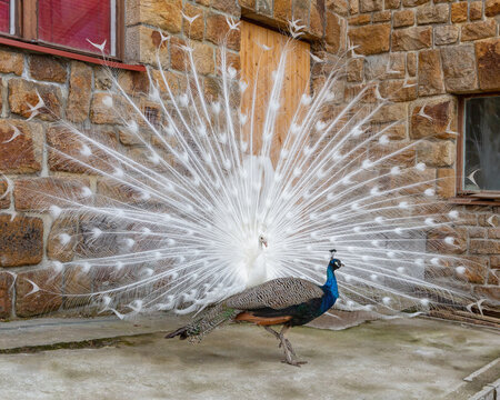 White peacock with a loose beautiful tail and a female peacock in the yard of a stone house