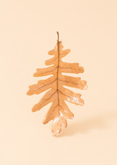 Autumn leaf against a bright beige background. Minimal nature concept. Fall holiday season idea.