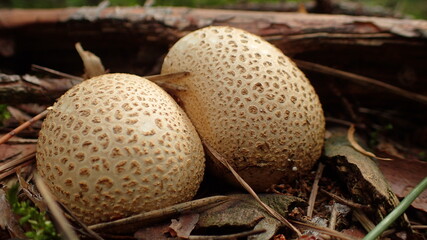 Tęgoskór pospolity © Maciej Bonk