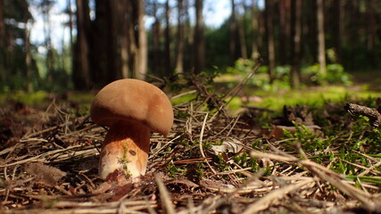 Podgrzybek