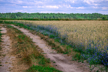 Fototapeta na wymiar Country road at the edge of a wheat field against a blue sky with clouds.