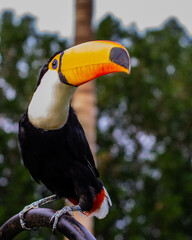 toco toucan 