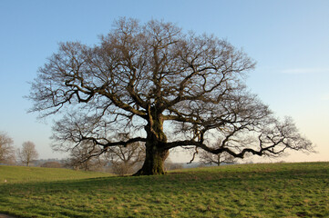 Oak tree in the springtime