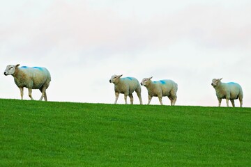 Schafe auf der Weide