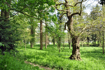 Craggy old tree in the park