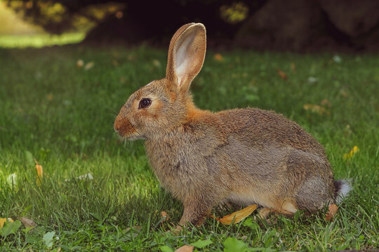 A young bunny is sitting on the lawn in the park. Selective focus.