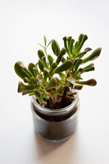 Crassula Ovata Crosby’s Red succulent plant in small glass jar isolated on white background