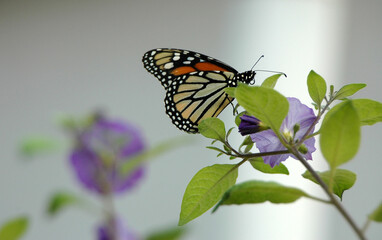 Mariposa libando flores de un jardín