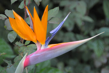 Flor de esterlicia en un jardín de Canarias