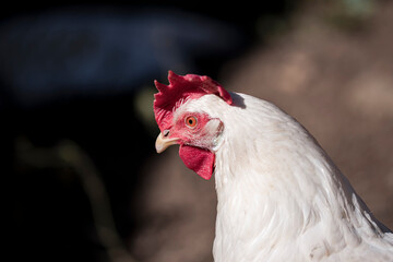 Portrait of a hen in close-up and detail. Photography made in Jaen, Andalucia, Spain. 