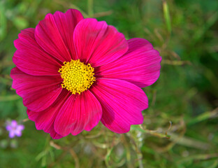 Obraz premium Multicolored inflorescences of an ornamental plant called Double-feathered Cosmos, growing commonly in flower meadows in the city of Białystok in Podlasie in Poland.