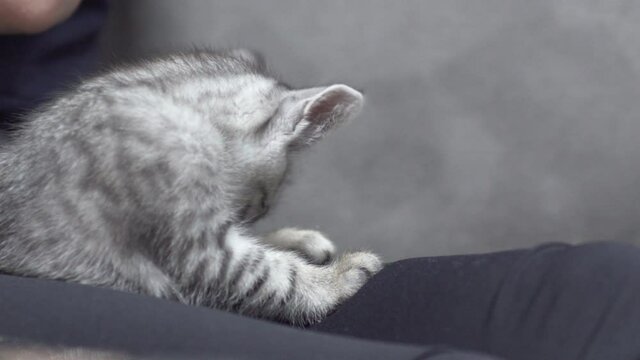 Tabby kitten licking and cleaning itself while sitting in the owner's lap