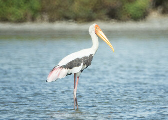Painted Stork