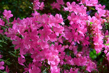 Closeup macro photo of pink flowers in spring