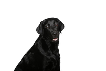 Beautiful dog in front of a white background
