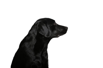 Beautiful dog in front of a white background