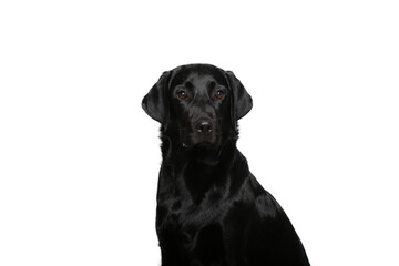 Fototapeta premium Beautiful dog in front of a white background