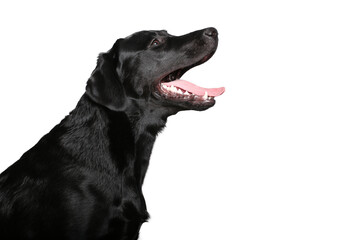 Beautiful dog in front of a white background
