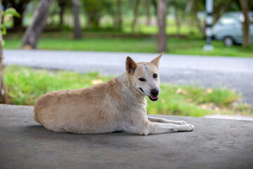 dog in the park It smiled happily and looked friendly.